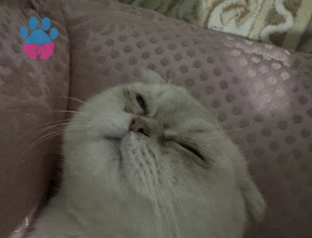 Scottish Fold 1 Yaşında Kedim Eş Arıyor