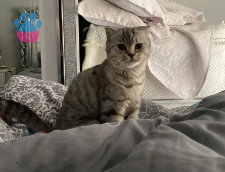 Scottish Fold 1 Yaşında Kızım Eş Arıyor
