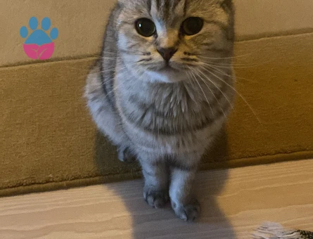 Scottish Fold 1 Yaşında Kızım Eş Arıyor