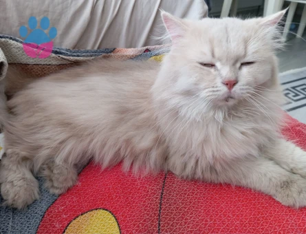 British Longhair Beylikdüzü erkek