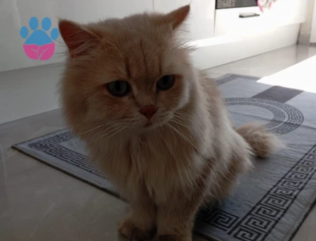 British Longhair Beylikdüzü erkek