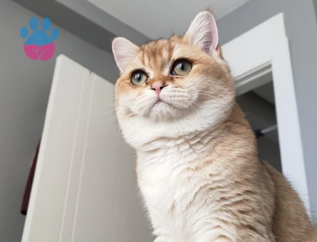 BRİTİSH SHORTHAİR GOLDEN