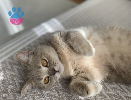 British Shorthair Kızma Eş arıyorum