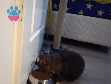 British Shorthair Karam Eş Arıyor