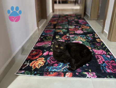 Scottish Fold Dişi Kedim Kızgınlıkta Eş Arıyor