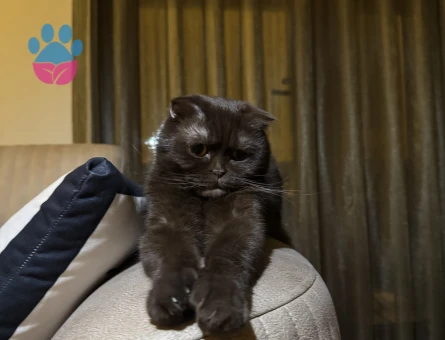 Scottish Fold Dişi Kedim Kızgınlıkta Eş Arıyor