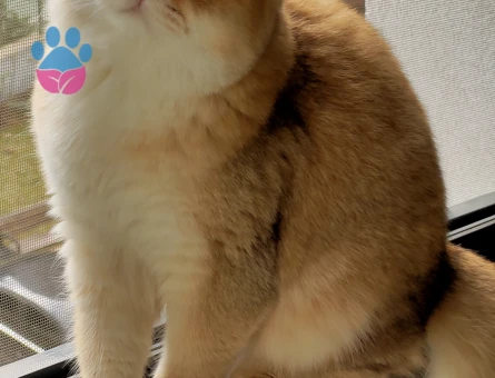 BRİTİSH SHORTHAİR GOLDEN