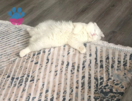 YAKIŞIKLI OGLUMA ES ARIYORUM ACİL