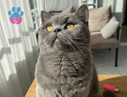 BRITISH KIZIMIZA EŞ ARIYORUZ