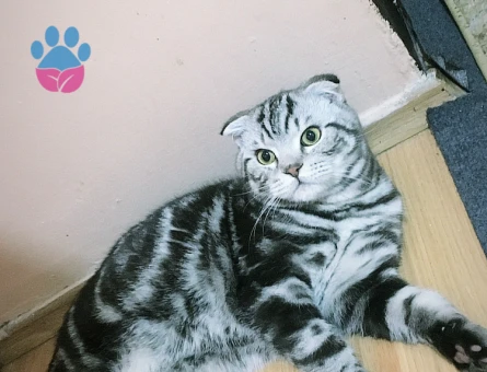 Scottish Fold 6 Yaşında Kedim Eş Arıyor