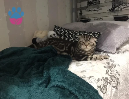 Scottish Fold 6 Yaşında Kedim Eş Arıyor