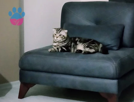 Scottish Fold 6 Yaşında Kedim Eş Arıyor