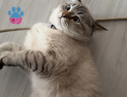 British Shorthair Colorpoint (Lynx Point)