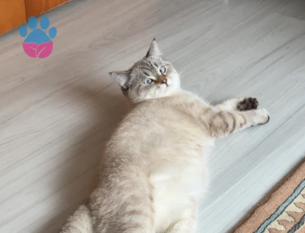 British Shorthair Colorpoint (Lynx Point)