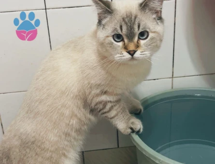 British Shorthair Colorpoint (Lynx Point)