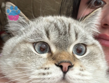 British Shorthair Colorpoint (Lynx Point)