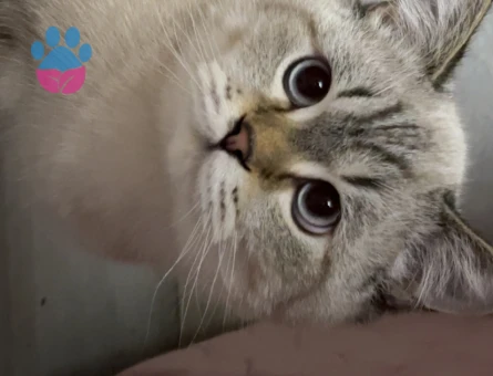 British Shorthair Colorpoint (Lynx Point)