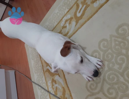 Jack russel 1 Yaşında Köpeğim Eş Arıyor