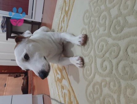 Jack russel 1 Yaşında Köpeğim Eş Arıyor