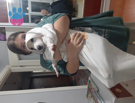 Jack russel 1 Yaşında Köpeğim Eş Arıyor