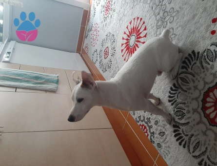 Jack russel 1 Yaşında Köpeğim Eş Arıyor