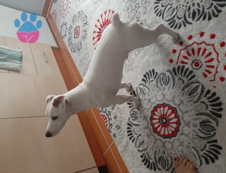 Jack russel 1 Yaşında Köpeğim Eş Arıyor