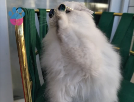 British Longhair Yakışıklı Oğluma Eş Arıyorum