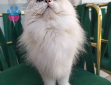 British Longhair Yakışıklı Oğluma Eş Arıyorum