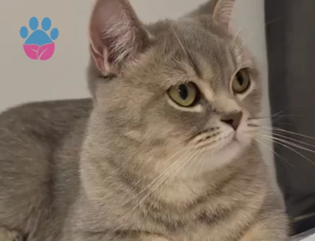 Scottish Straight Mia Eş Arıyor