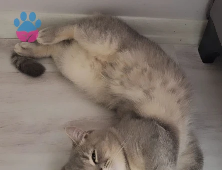 Scottish Straight Mia Eş Arıyor