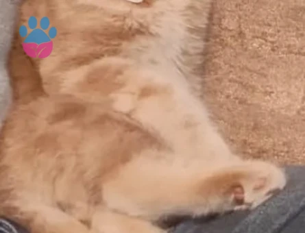 British shorthair 1.5 Yaşında Eş Arıyor kızanda