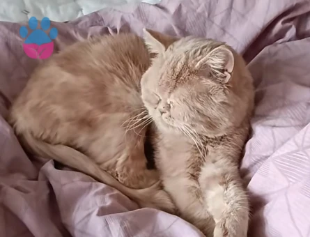 British shorthair 1.5 Yaşında Eş Arıyor kızanda