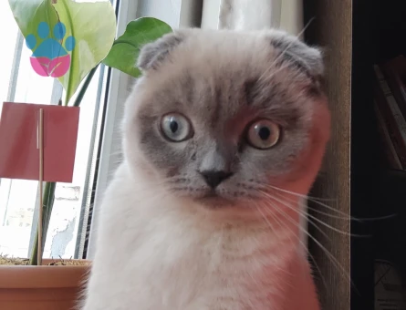 Dişi kedime eş arıyorum