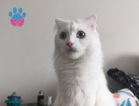 British Shorthair 1 Yaşında Eş Arıyor