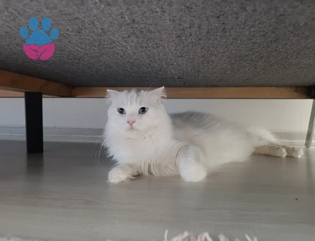 British Shorthair 1 Yaşında Eş Arıyor