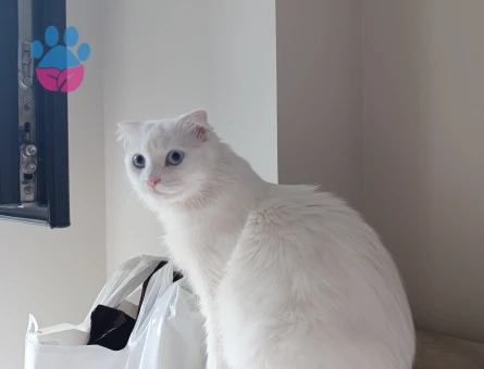 British Shorthair 1 Yaşında Eş Arıyor