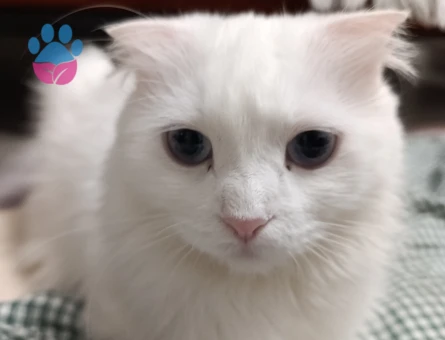 British Shorthair 1 Yaşında Eş Arıyor