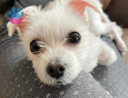 Erkek Maltese Terrier Dişi Eş Arıyoruz.