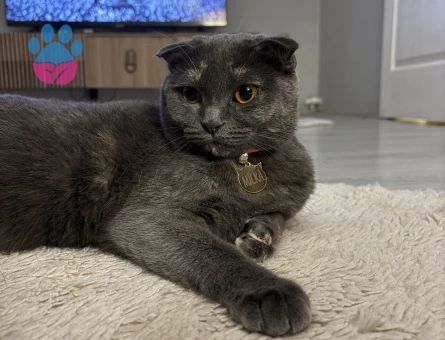 Kedimize eş arıyoruz