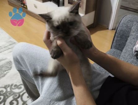 Oğluşumuza eş arıyoruz