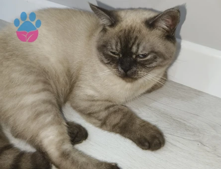 Oğluşumuza eş arıyoruz