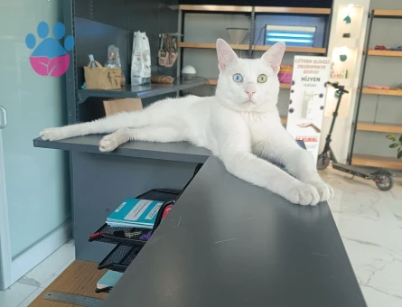 3 yasinda erkek Van kedisi