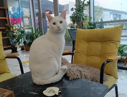 3 yasinda erkek Van kedisi