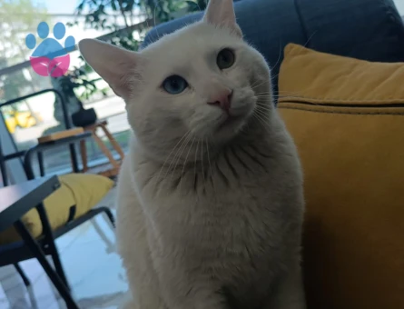 3 yasinda erkek Van kedisi