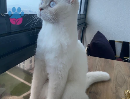 Kızımız Alice Eş Arıyoruz