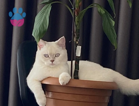 Kızımız Alice Eş Arıyoruz