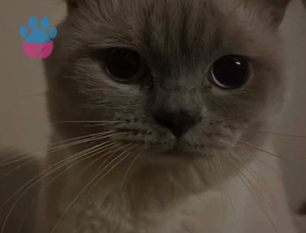 British Blue Point Erkek 15 Aylık Eş Arıyor