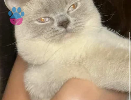 British Blue Point Erkek 15 Aylık Eş Arıyor
