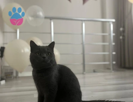 Oğlum gölge eş arıyoruz