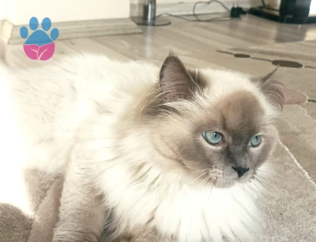 Ragdoll Oğlumuz Kızgınlıkla